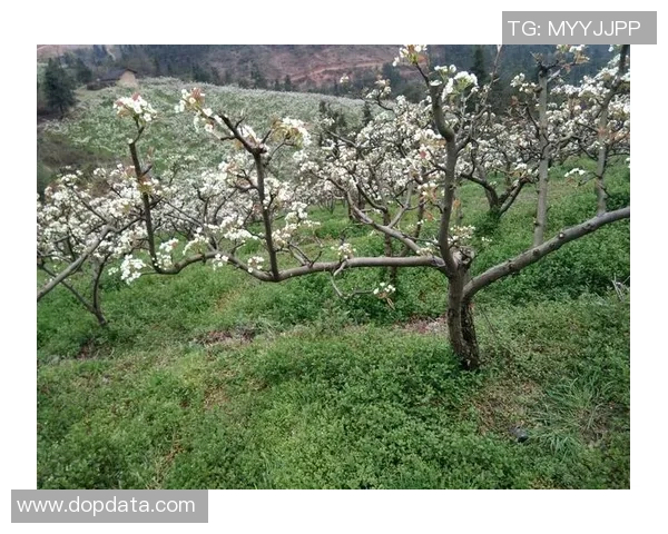 教练与球员之间的禁忌之恋在绿茵场上绽放的激情与羁绊